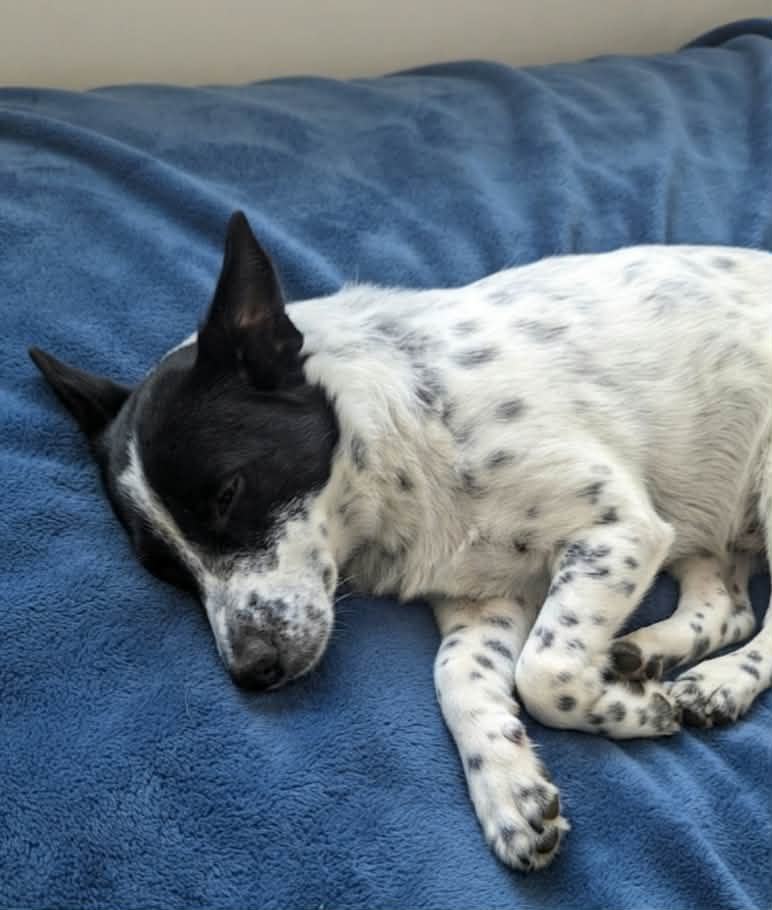 Chien détendu après sa séance bien-être